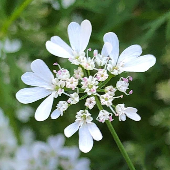 NEST New York coriander blossom note