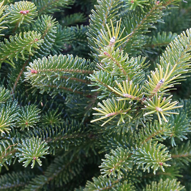 NEST New York fir balsam note