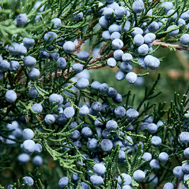 NEST New York juniper berry note