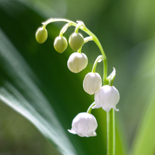 NEST New York lily of the valley note