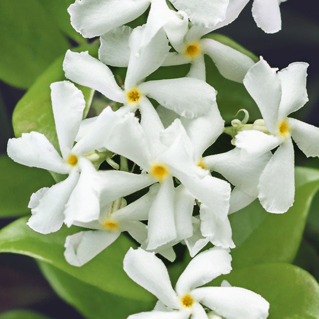 NEST New York lush jasmine note