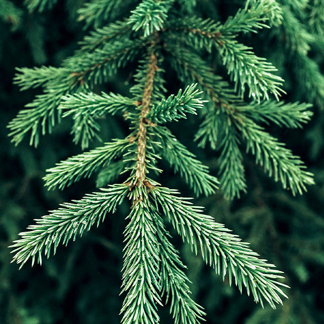 NEST New York pine note