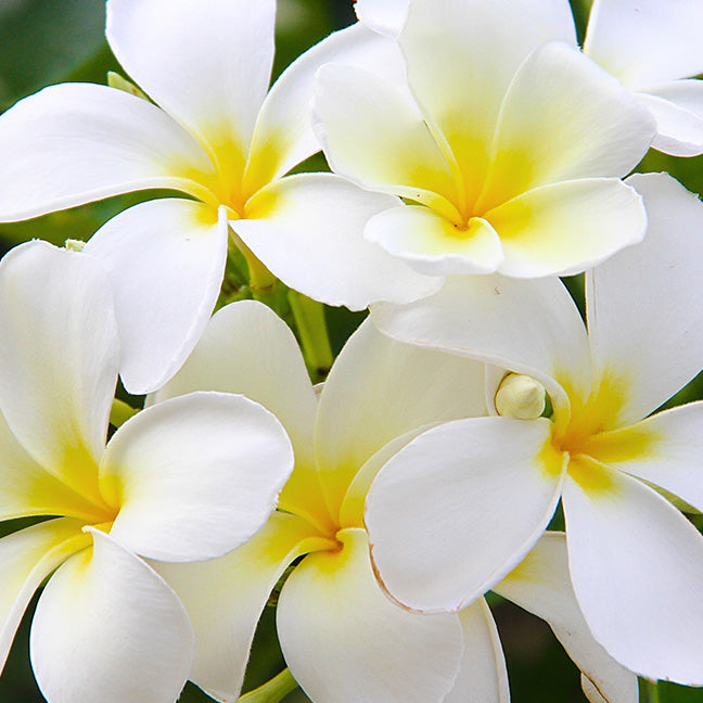 NEST New York tiare blossom note