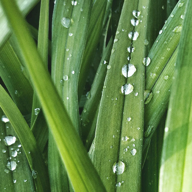 NEST New York watery green notes