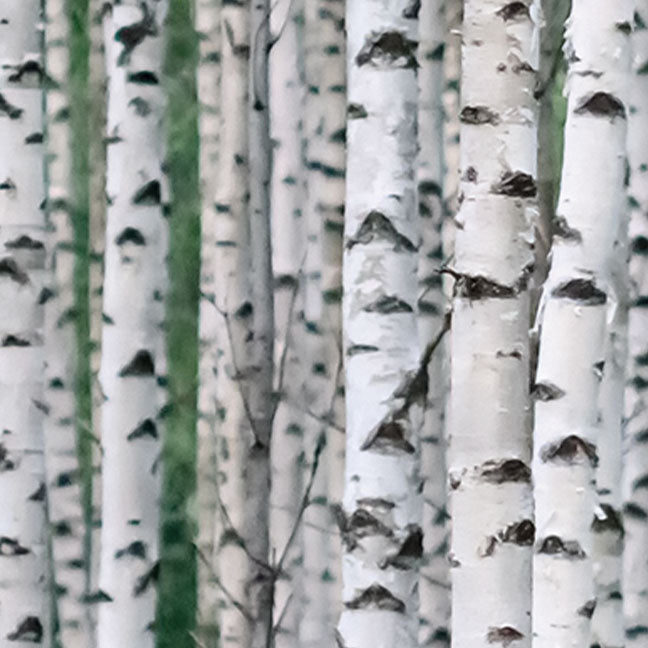 NEST New York white birch note