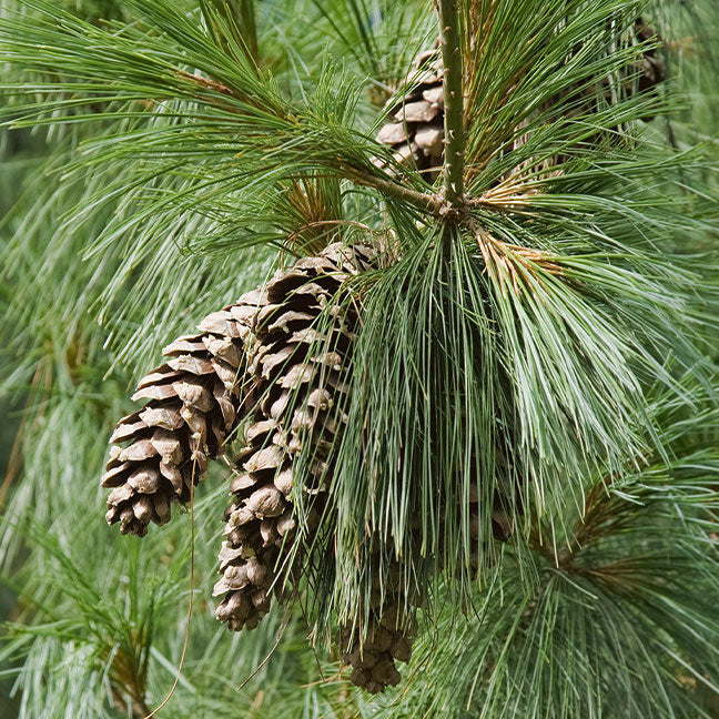 NEST New York white pine note