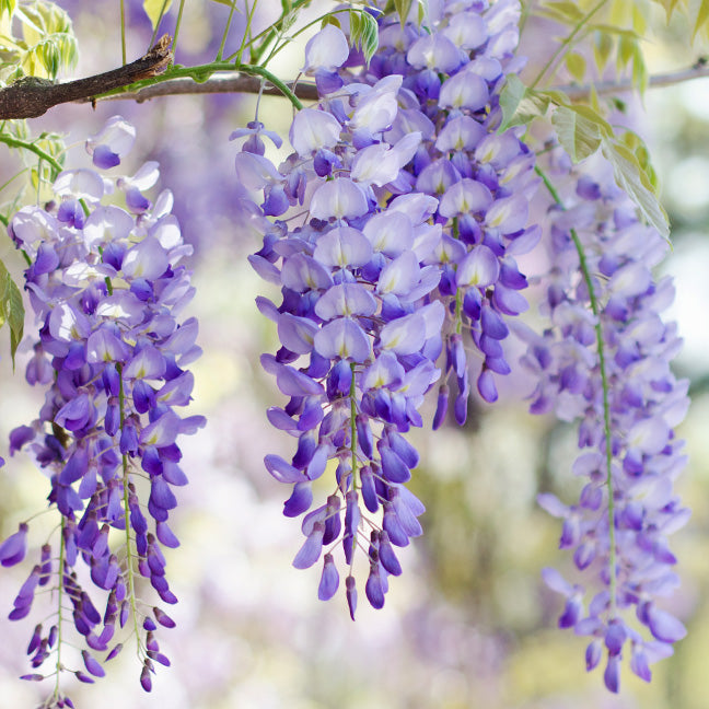 NEST New York wisteria note